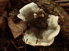 Phellodon niger