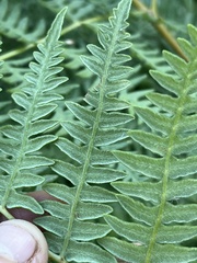 Pteridium aquilinum pubescens