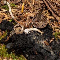 Asterophora parasitica