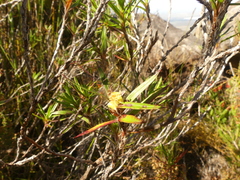 Cliffortia lanceolata