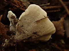 Phellodon niger