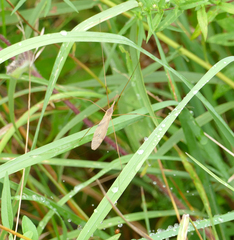 Tipula oleracea