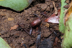 Scarabaeidae