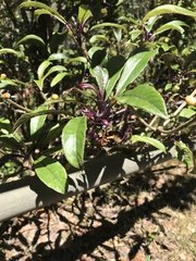 Clermontia parviflora