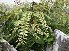 Phyllanthus mirabilis