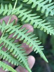 Pteridium aquilinum pubescens