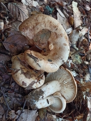 Lactarius pallidus