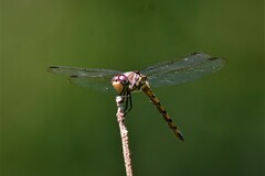 Potamarcha congener