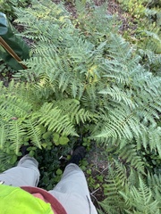 Pteridium aquilinum pubescens