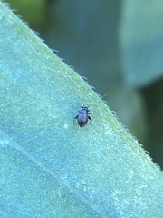 Microtechnites bractatus