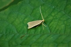 Acompsia cinerella