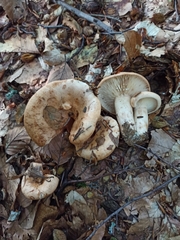 Lactarius pallidus
