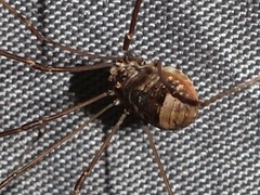 Leiobunum blackwalli