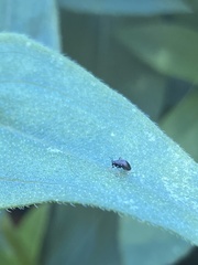 Microtechnites bractatus