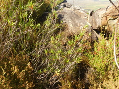 Cliffortia lanceolata