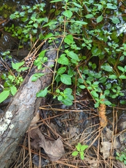Ludwigia palustris