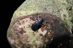 Tenebrionoidea