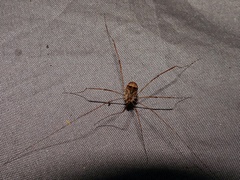 Leiobunum blackwalli