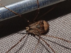 Leiobunum blackwalli