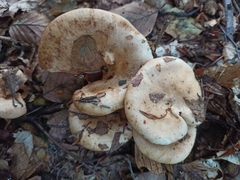 Lactarius pallidus