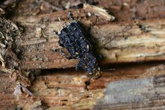 Platyrhinus resinosus