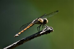 Potamarcha congener