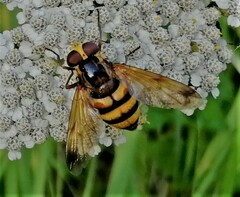 Volucella inanis