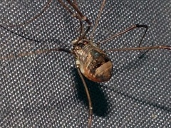 Leiobunum blackwalli