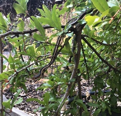 Masticophis lateralis lateralis