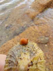 Littorina