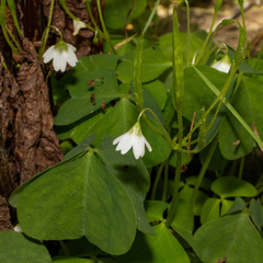 Oxalis trilliifolia