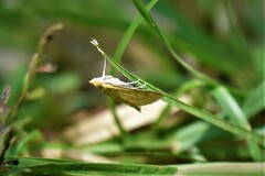Pyraustini