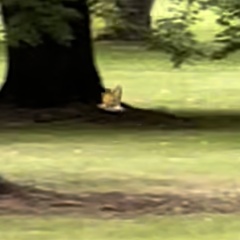 Colaptes auratus luteus