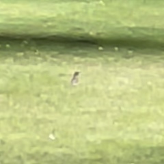 Colaptes auratus luteus