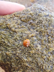 Littorina