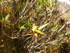 Cliffortia lanceolata