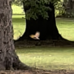 Colaptes auratus luteus