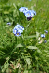Myosotis alpestris