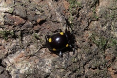 Sinocymbachus humerosus