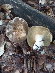 Lactarius picinus
