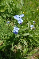 Myosotis alpestris