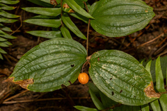 Prosartes smithii