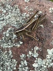 Melanoplus bivittatus