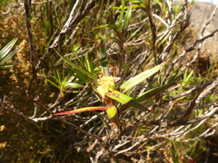 Cliffortia lanceolata