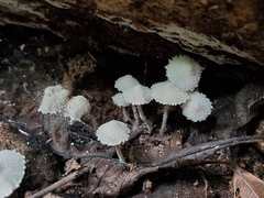 Cystolepiota seminuda