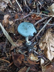 Clitocybe odora