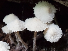 Cystolepiota seminuda