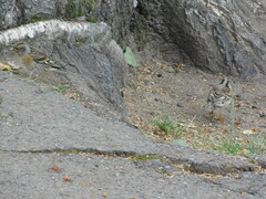 Fringilla montifringilla