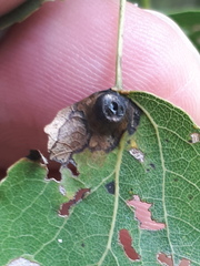 Harmandiola tremulae