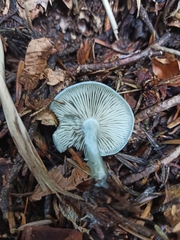 Clitocybe odora